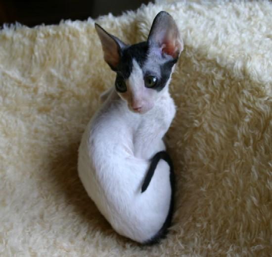 Fotky: Cornish Rex (foto, obrazky)