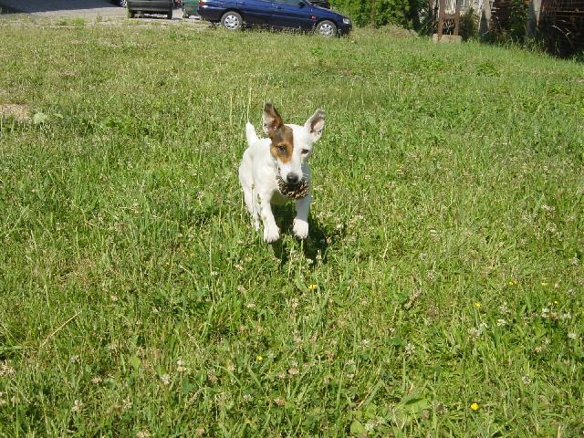 Fotky: Jack Russelv Terir (foto, obrazky)