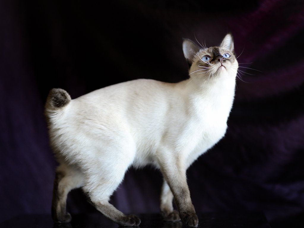 Fotky: Mekong-Bobtail (foto, obrazky)