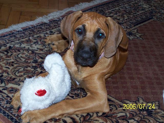 Fotky: Rhodsk ridgeback, Rhodzsk ridgeback (foto, obrazky)