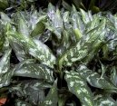 Aglaonema