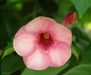 :  > Alamanda poistiv (Allamanda cathartica)