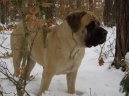 Ps plemena: Velk > Anglick mastif (English Mastiff)