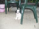 Ps plemena: Ohai > Anglick setr (English setter)