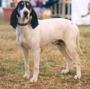 :  > Arigeois (Ariege Hound)