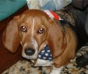 Ps plemena: Honii, barvi a pbuzn plemena > Artsko-normandsk basset (Basset artesien normand)