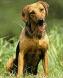 Ps plemena: Honii, barvi a pbuzn plemena > Balknsk honi (Serbski Gonic, Serbian Hound)