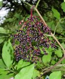 Pokojov rostliny:  > Bez ern (Sambucus nigra)