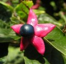 Blahoke, klerodendrum