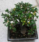 :  > Buxus harlandii, buxus microphylla sinica, Zimostrz (Buxus harlandii, buxus microphylla sinica)