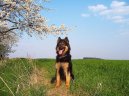 Fotky: Chodsk pes (foto, obrazky)