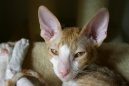 Cornish Rex