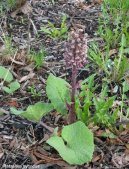 Pokojov rostliny:  > Devtsil Lkask (Petasites hybridus L.)