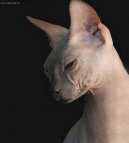 Fotky: Donsk sphynx (foto, obrazky)