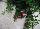 :  > Eschynantus (Aeschynanthus)