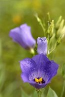 Eustoma, jcnovka