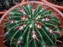 :  > Ferokaktus (Ferocactus latispinus)