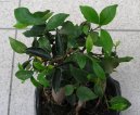 :  > Fikus (Ficus)