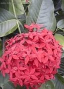 Fotky: Ixora arlatov (foto, obrazky)