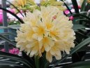 :  > Klvie, emenatka (Clivia)