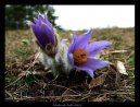 :  > Koniklec Obecn (Pulsatilla vulgaris)