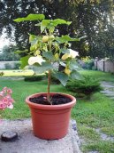 :  > Mrak, pokojov javor (Abutilon)