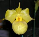 Pafiopedilum, stevinkovec