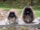 Fotky: Pekingsk palcov psk, pekinz (foto, obrazky)