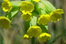 :  > Prvosenka Jarn (Primula veris L.)