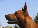 Thajsk ridgeback