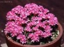 :  > Trvnika (Armeria)