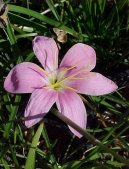 Zephyranthes