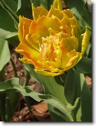 plnokvt tulipn