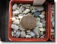 Lithops