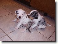 LC  (Lousian Catahoula)