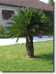 pkn palmika