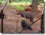 Medvdci z Chomutovskho zooparku