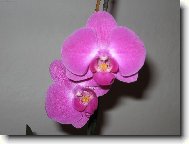 nae orchidej