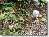 pozor jedovat houby