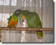 Amazoan oranovokdl a papouek senegalsk