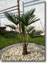 Mrazuodoln palma