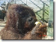Orangutan ze zoo st