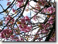 Jarn magnolie