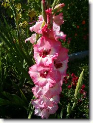 Gladiola