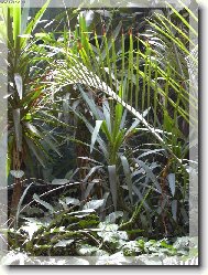 Rostliny v tropickm sklenku ZOO Safari