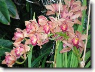 Krsn orchidej
