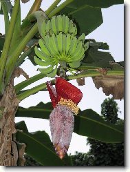 kvet bananu