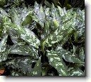 Aglaonema