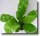 Asplenium vlasov�