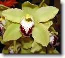 Cymbidium